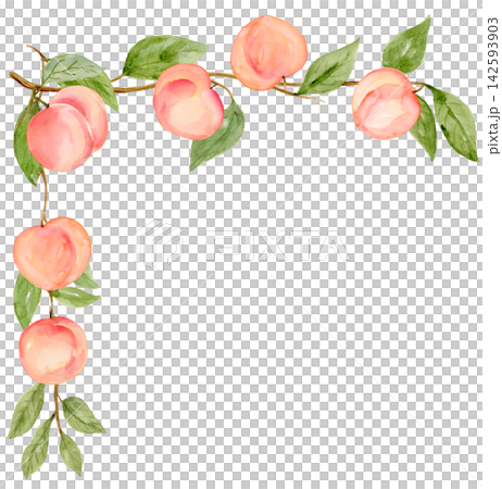 Watercolor Peach Corner Border on Branch Isolated Background Traditionally Hand Painted Watercolor Peach Corner Border on Branch Isolated Background Traditionally Hand Painted 142593903