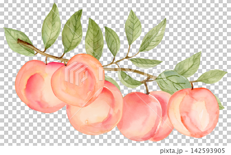 Watercolor Peach Traditional Hand Painted on Paper Watercolor Peach Traditional Hand Painted on Paper 142593905