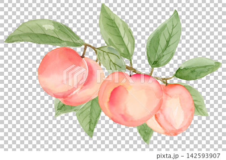 Watercolor 3 Peaches on a Branch Isolated Background Traditionally Hand Painted Watercolor 3 Peaches on a Branch Isolated Background Traditionally Hand Painted 142593907