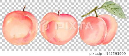 Watercolor Peach and Leaves Small Collection Set of 3 Isolated Background Traditionally Hand Painted Watercolor Peach and Leaves Small Collection Set of 3 Isolated Background Traditionally Hand Painted 142593909