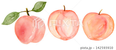 Watercolor Ripe Peach and Leaves Small Collection Set Isolated Background Traditionally Hand Painted 142593910