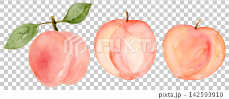 Watercolor Ripe Peach and Leaves Small Collection Set Isolated Background Traditionally Hand Painted Watercolor Ripe Peach and Leaves Small Collection Set Isolated Background Traditionally Hand Painted 142593910