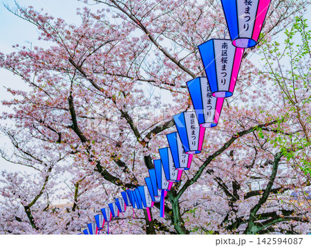 春の快晴の朝 満開の大岡川で頭上の桜の枝にそって飾られた南区桜まつりの行灯の列 春の快晴の朝 満開の大岡川で頭上の桜の枝にそって飾られた南区桜まつりの行灯の列 142594087