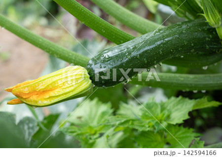 雨上がりの夏野菜、濡れたズッキーニ（7月）家庭菜園 142594166