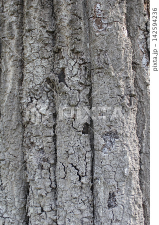 Tree Bark With Insect Damage on Old Tree in Historic Cemetery, Rural East TX Tree Bark With Insect Damage on Old Tree in Historic Cemetery, Rural East TX 142594236