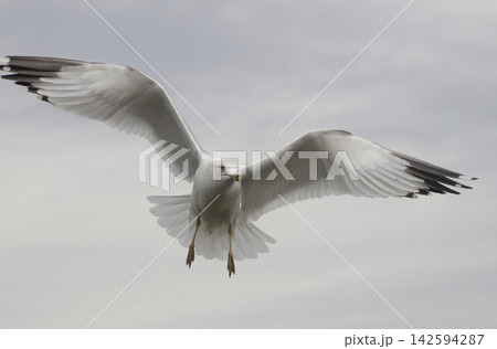 Ring-billed gull at Lake Tyler Marina In East Texas 142594287