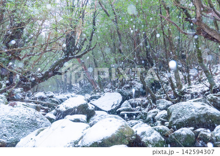 屋久島白谷雲水峡　雪が降る渓谷(冬 142594307