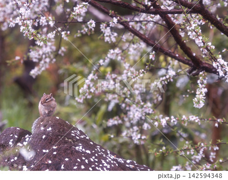 花びらに囲まれたシマリス 142594348