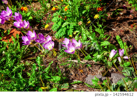 Purple colchicum flowers blooming in garden Purple colchicum flowers blooming in garden 142594612