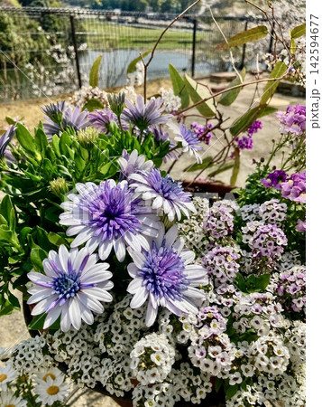 紫と白の花が彩る水辺の庭 紫と白の花が彩る水辺の庭 142594677
