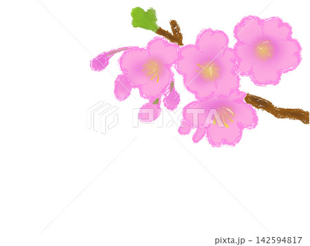 可愛い桜の花 春 可愛い桜の花 春 142594817