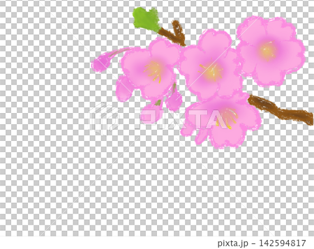 可愛い桜の花 春 可愛い桜の花 春 142594817