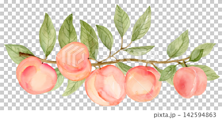 Watercolor 5 Peaches Border Divider on a Long Branch Isolated Background Traditionally Hand Painted Watercolor 5 Peaches Border Divider on a Long Branch Isolated Background Traditionally Hand Painted 142594863