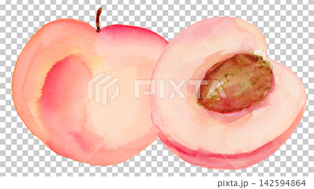 Watercolor Peach Whole and Half Isolated Background Traditionally Hand Painted Watercolor Peach Whole and Half Isolated Background Traditionally Hand Painted 142594864
