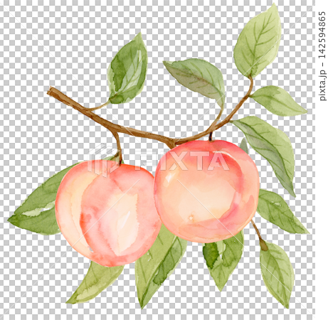 Watercolor Peaches on a Branch Isolated Background Traditionally Hand Painted Watercolor Peaches on a Branch Isolated Background Traditionally Hand Painted 142594865