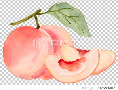 Watercolor Peach and Wedges Isolated Background Traditionally Hand Painted Watercolor Peach and Wedges Isolated Background Traditionally Hand Painted 142594867