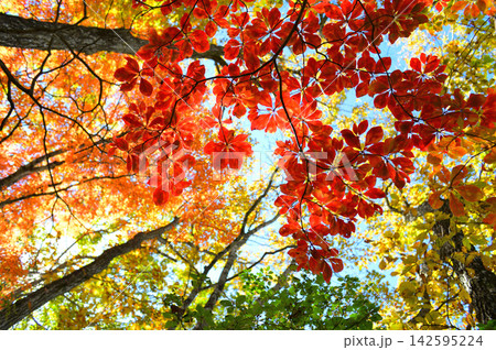 森の中で赤く紅葉した葉を見上げる 森の中で赤く紅葉した葉を見上げる 142595224