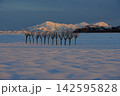 夕日に染まる冬の越後三山を背景に小千谷市池ケ原の雪原に立つはさ木 Ver3 夕日に染まる冬の越後三山を背景に小千谷市池ケ原の雪原に立つはさ木 Ver3 142595828
