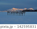 夕日に染まる冬の越後三山を背景に小千谷市池ケ原の雪原に立つはさ木 Ver2 夕日に染まる冬の越後三山を背景に小千谷市池ケ原の雪原に立つはさ木 Ver2 142595831