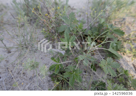 Green wild cinquefoil plant growing on sandy ground in a natural habitat, close up view of serrated leaves and tiny yellow blossoms in a dry summer landscape setting outdoors 142596036