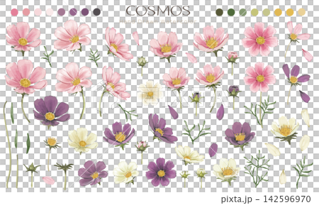 Cosmos watercolor parts set (pink, purple, white) Cosmos watercolor parts set (pink, purple, white) 142596970