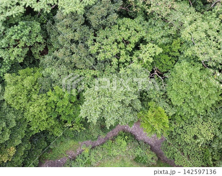 東伊豆の緑豊かな樹木と小さな崖を俯瞰した自然風景 東伊豆の緑豊かな樹木と小さな崖を俯瞰した自然風景 142597136