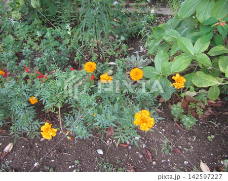 マリーゴルドのオレンジ色の花 マリーゴルドのオレンジ色の花 142597227