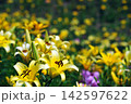 黄色いユリ畑を背景に咲くユリ 142597622