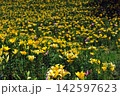 斜面一面に広がる黄色いユリの花畑 142597623