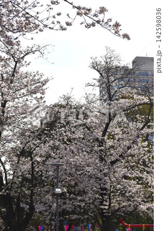 高層マンション隣接の公園に咲くサクラ見上げれば青空の美しさあり 高層マンション隣接の公園に咲くサクラ見上げれば青空の美しさあり 142598036