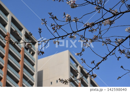 高層マンション隣接の公園に咲くサクラ見上げれば青空の美しさあり 高層マンション隣接の公園に咲くサクラ見上げれば青空の美しさあり 142598040
