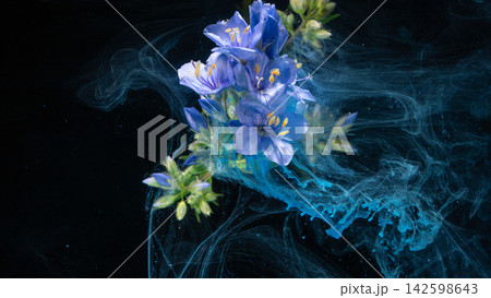 Blue wildflower cluster suspended in swirling turquoise ink on black background macro 142598643