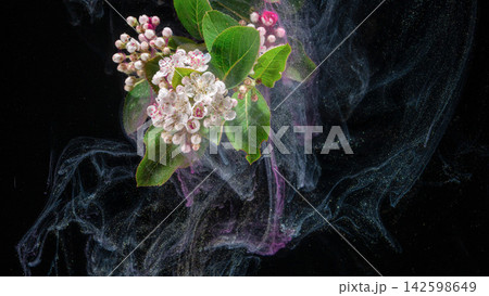 White and pink blossom cluster with green leaves floating in dark smoky background with glittering particles White and pink blossom cluster with green leaves floating in dark smoky background with glittering particles 142598649