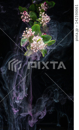 Drifting pink blossoms with green leaves through purple smoke on black background 142598661