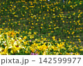 花畑を背景に咲く黄色いユリ 142599977