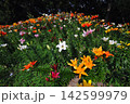 色とりどりのユリが咲く夏の花畑 142599979