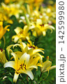 黄色いユリの花と柔らかな背景ボケ 142599980