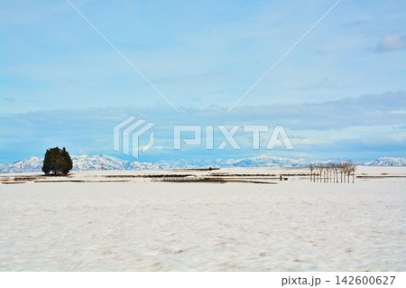 早春の残雪雪原の雪山とハサ木風景 142600627