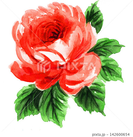 水彩で描いた赤い薔薇26907pix7 142600654