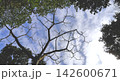 空に伸びる木 142600671