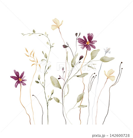 Watercolor Wildflower Meadow Bouquet. Deep Magenta Daisy Flowers, Pale Cream Blossoms, Seed Heads and Sage Green Foliage on White Background. Hand drawn illustration in the style Cottagecore 142600728