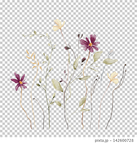 Watercolor Wildflower Meadow Bouquet. Deep Magenta Daisy Flowers, Pale Cream Blossoms, Seed Heads and Sage Green Foliage on White Background. Hand drawn illustration in the style Cottagecore Watercolor Wildflower Meadow Bouquet. Deep Magenta Daisy Flowers, Pale Cream Blossoms, Seed Heads and Sage Green Foliage on White Background. Hand drawn illustration in the style Cottagecore 142600728