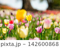 カラフルなチューリップ 142600868