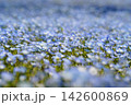 青い花畑 142600869