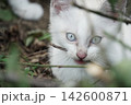 見つめる子猫 142600871