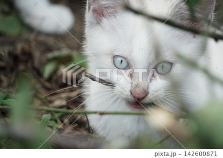 見つめる子猫 見つめる子猫 142600871