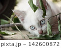 見つめる子猫 142600872