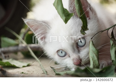見つめる子猫 見つめる子猫 142600872