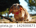 可愛いウサギ 142600873