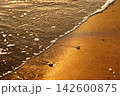 夕暮れの波打ち際 142600875